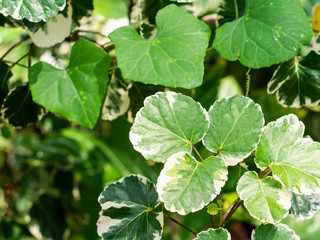 The background of green natural leaf in the local native garden