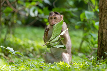 Adult monkeys sits and eating  tree leaf in the forest showing emotions to other monkey Sanjay Gandhi National Park  Mumbai  Maharashtra India.