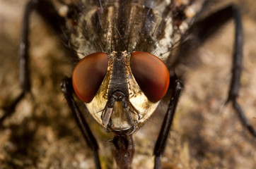 Macro shooting of insects. Out of town. Summer