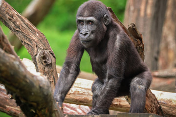 Young Gorilla (Gorilla gorilla)
