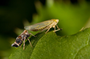 Macro shooting of insects. Out of town. Summer