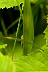Macro shooting of insects. Out of town. Summer