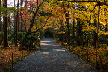 Fototapeta na wymiar a path way in a garden of Ryoan-ji temple in autumn season, Ryoanji Goryonoshita-cho, Ukyo-ku, Kyoto, Japan 