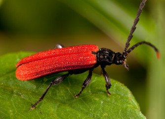 Macro shooting of insects. Out of town. Summer
