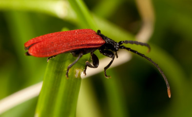 Macro shooting of insects. Out of town. Summer