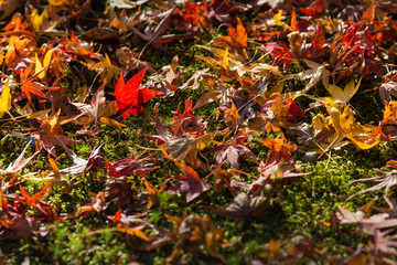 Maple leaves on ground with sun light