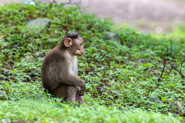 Adult monkeys sits and eating  tree leaf in the forest showing emotions to other monkey Sanjay Gandhi National Park  Mumbai  Maharashtra India.