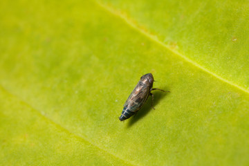 Obraz premium Macro shooting of insects. Out of town. Summer