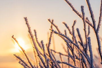 Fototapeta premium Beautiful hoarfrost on a plant in the morning light