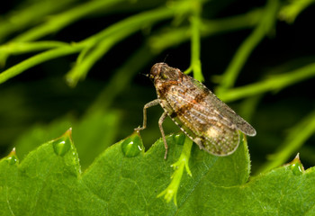 Macro shooting of insects. Out of town. Summer