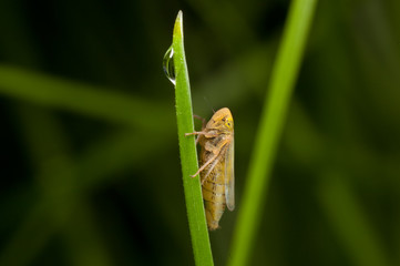 Macro shooting of insects. Out of town. Summer