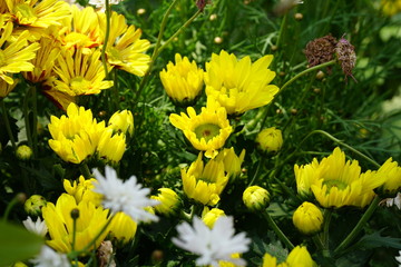 Close up of beautiful flower with nature background. The image contain certain grain or noise and soft focus.