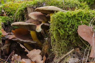 Lovely orange-brown caps of Flammulina velutipes continue fruiting through the winter. Commonly known as Velvet Shank, this is a stump-rotting fungus; it also occurs on standing dead wood.