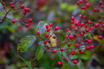 Gorgious Rose Hips