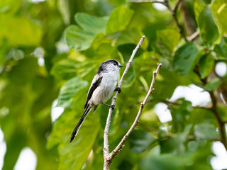 long-tailed bushtit perched in forest foliage 7
