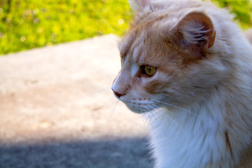 Katzenportrait