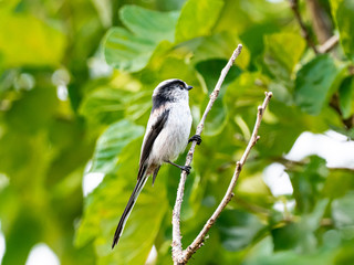 long-tailed bushtit perched in forest foliage 10