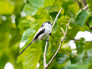Obraz premium long-tailed bushtit perched in forest foliage 11