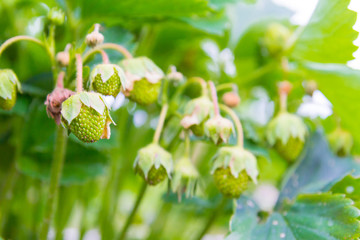 Obraz premium Green strawberries begin to ripen in early summer in the garden beds
