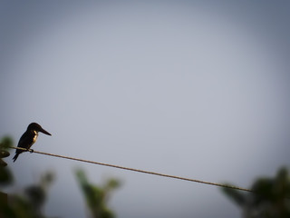 a beautiful shot of a bird who is sitting on wire