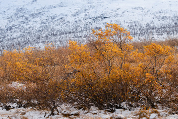 Northern Landscape in Sweden