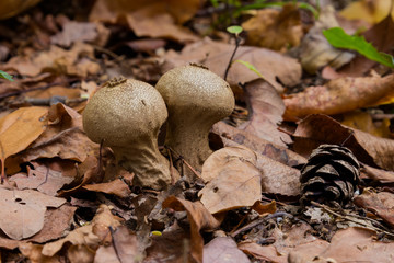 puffball fungus or in Latin Calvatia excipuliformis, growing in the forest on the humid soil between the autumn leaves
