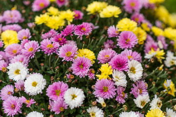 Autumn. Chrysanthemums Multi-colored bush of lilac, yellow and white chrysanthemums