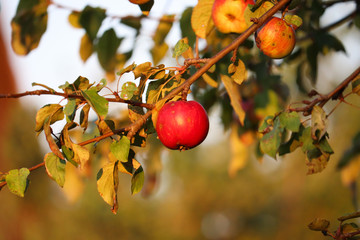 Red apples on a tree 