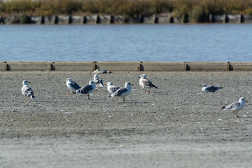 Gabbiano alle saline di Cervia