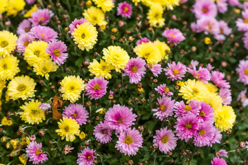 Autumn. Chrysanthemums Multi-colored bush of lilac, yellow and white chrysanthemums