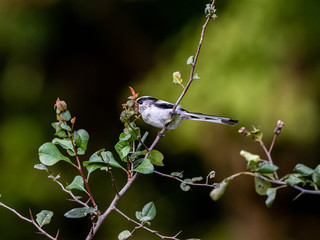 long-tailed bushtit perched in forest foliage 18