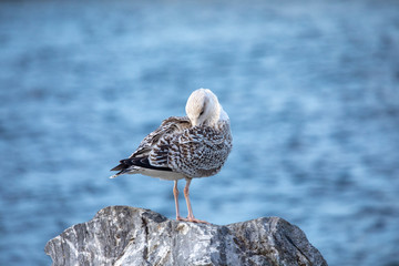 Seagulls vent in the wind by sea side