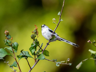 long-tailed bushtit perched in forest foliage 20