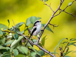 long-tailed bushtit perched in forest foliage 22
