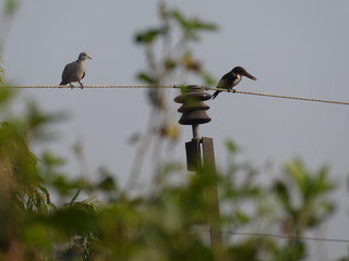 art of bird  photography
