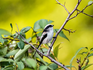 long-tailed bushtit perched in forest foliage 23