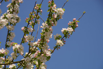 spring flowers of blooming apple tree in front of clear sky, blooming apple tree spring background