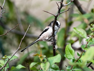 long-tailed bushtit perched in forest foliage 26