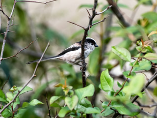 Obraz premium long-tailed bushtit perched in forest foliage 28