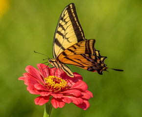 Western Tiger Swallowtail Butterfly Seeking Nectar on Red Zinnia Wildflowers, Montrose Botanic Gardens, Colorado #5