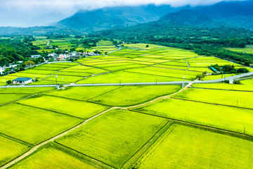 Aerial view of Beautiful Rice Fields in taitung . Taiwan.