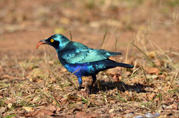 A close up image of a glossy starling in Kruger Park, South Africa. 