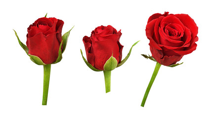 Set of red rose flowers