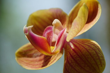 Close up of beautiful flower with nature background. The image contain certain grain or noise and soft focus.