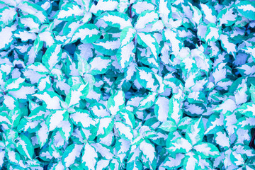 Full frame color leaves background