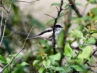 long-tailed bushtit perched in forest foliage 29
