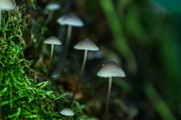 Pilze in einer Reihe