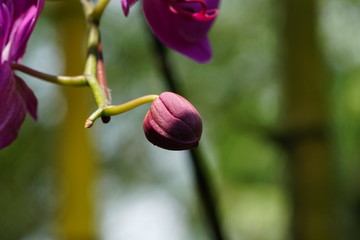 Close up of beautiful flower with nature background. The image contain certain grain or noise and soft focus.