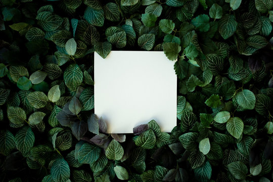 Hoja cuadrada vac&iacute;a para texto sobre un fondo de hojas verdes