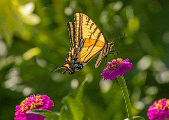 Obraz premium Western Tiger Swallowtail Butterfly on Red Zinnia Wildflowers, Montrose Botanic Gardens, Colorado